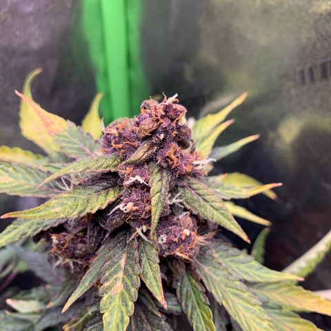 Bella growlog timeline photo