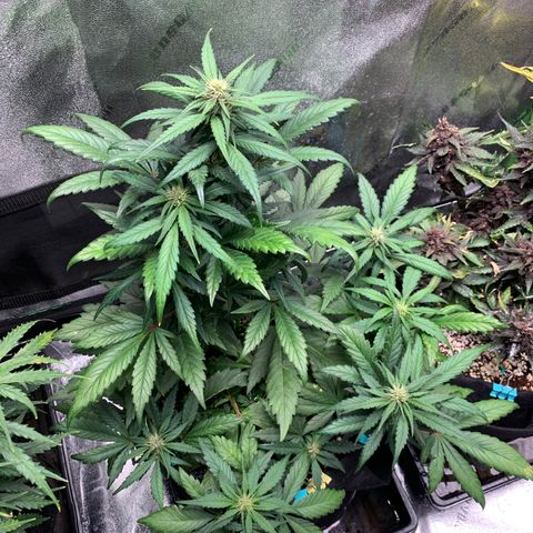 Buttercup growlog timeline photo