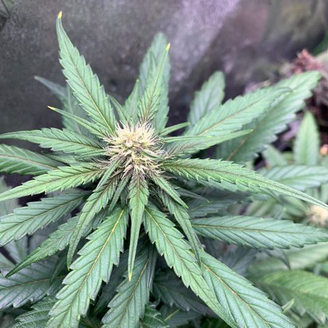 Buttercup growlog timeline photo