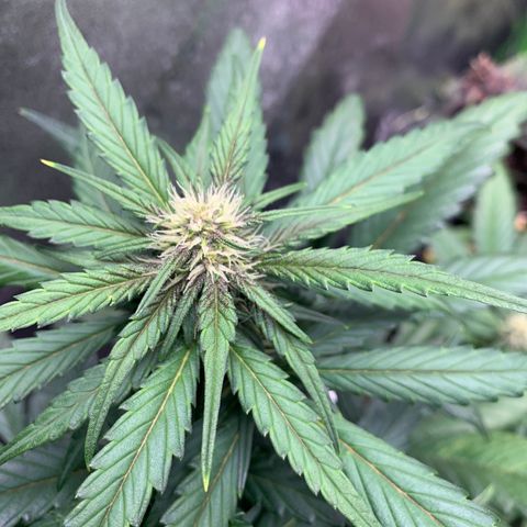 Buttercup growlog timeline photo