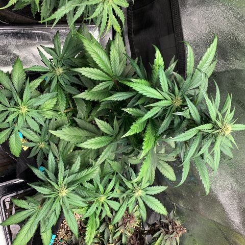 Buttercup growlog timeline photo