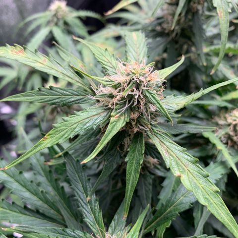 Eliza growlog timeline photo