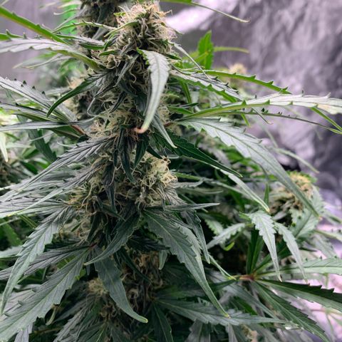 Eliza growlog timeline photo