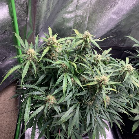 Eliza growlog timeline photo