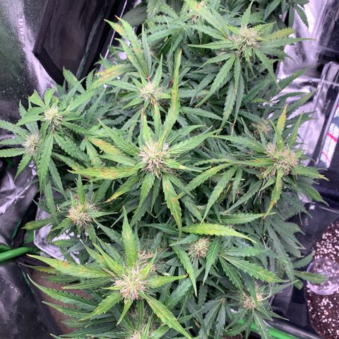 Eliza growlog timeline photo