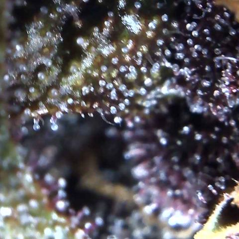 Bella growlog photo: Will start 2 week flush. Plain water no PH