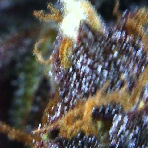 Bella growlog photo: Will start 2 week flush. Plain water no PH