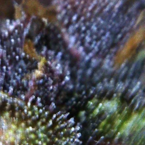 Bella growlog photo: Will start 2 week flush. Plain water no PH