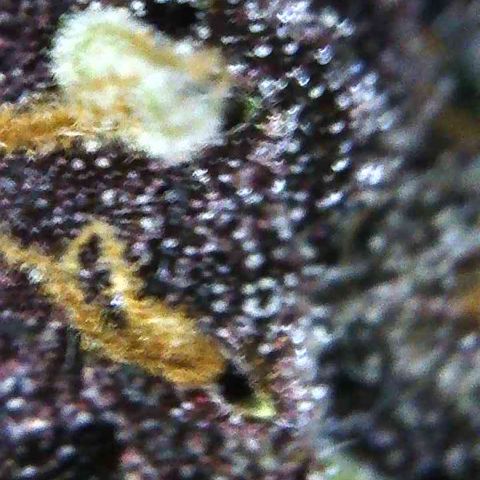 Bella growlog photo: Will start 2 week flush. Plain water no PH