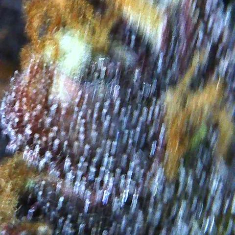 Bella growlog photo: Will start 2 week flush. Plain water no PH
