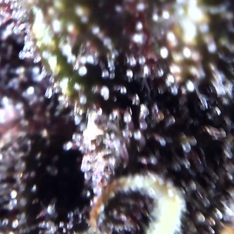 Bella growlog photo: Will start 2 week flush. Plain water no PH