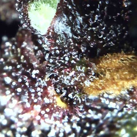 Bella growlog photo: Will start 2 week flush. Plain water no PH