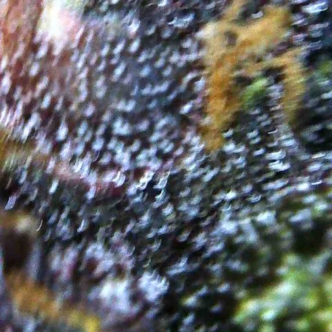 Bella growlog photo: Will start 2 week flush. Plain water no PH