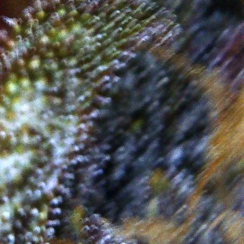 Bella growlog photo: Will start 2 week flush. Plain water no PH