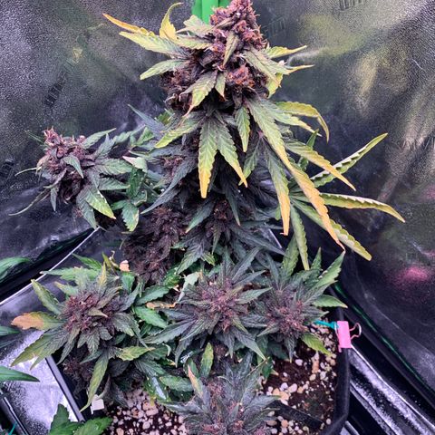 Bella growlog timeline photo