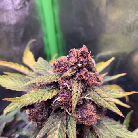 Bella growlog timeline photo
