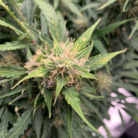 Eliza growlog timeline photo