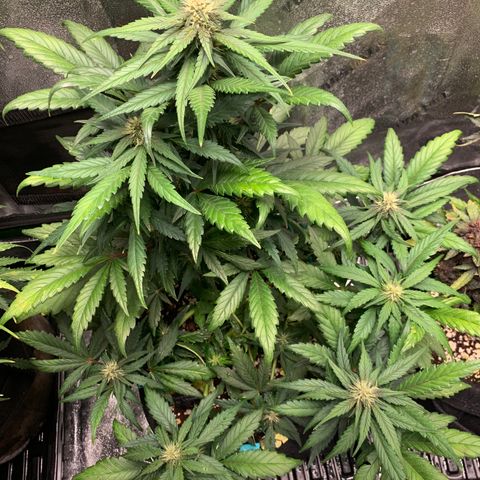 Buttercup growlog timeline photo