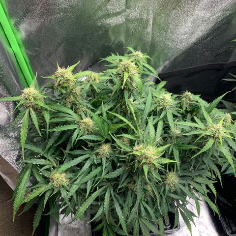 Eliza growlog timeline photo