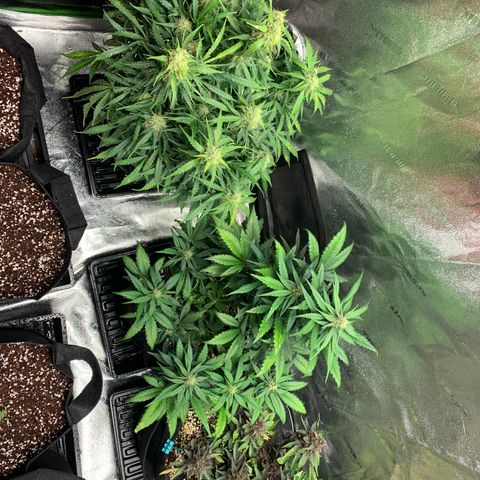 Bella growlog timeline photo