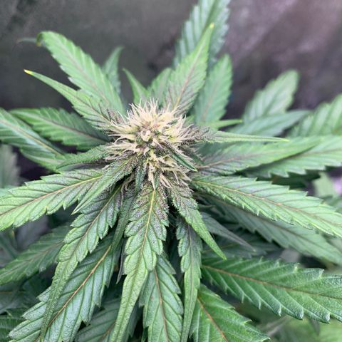 Buttercup growlog timeline photo
