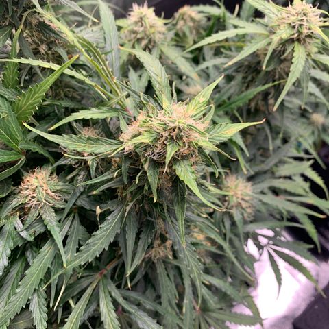 Eliza growlog timeline photo
