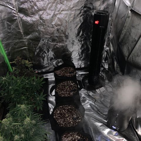 Bella growlog timeline photo