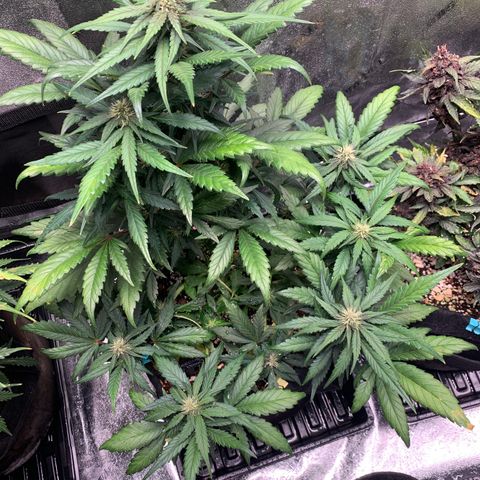Buttercup growlog timeline photo