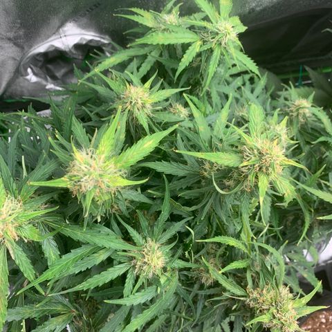 Eliza growlog timeline photo