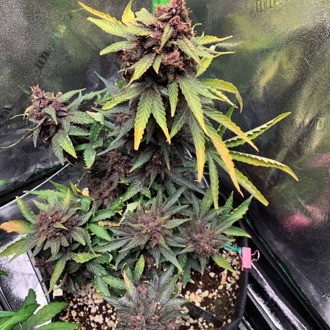 Bella growlog timeline photo