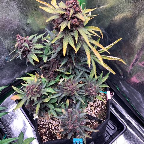 Bella growlog timeline photo