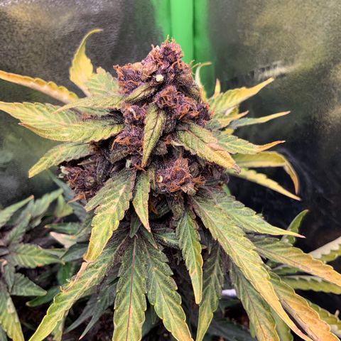 Bella growlog timeline photo