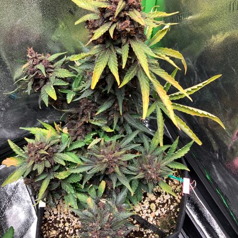 Bella growlog timeline photo