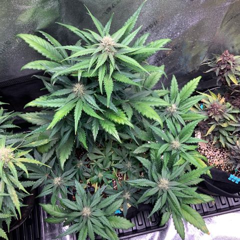 Buttercup growlog timeline photo