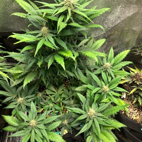 Buttercup growlog timeline photo