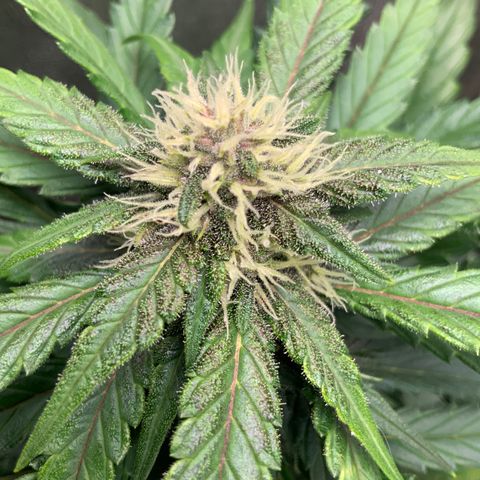 Buttercup growlog timeline photo
