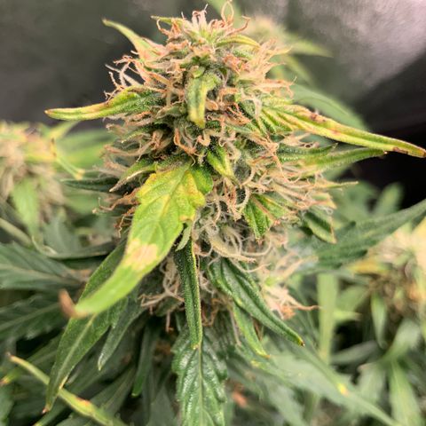 Eliza growlog timeline photo