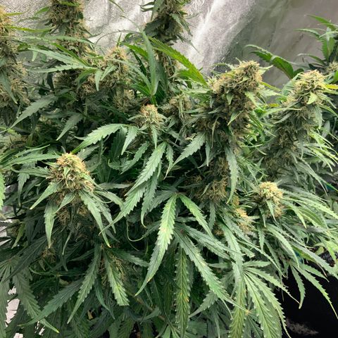 Eliza growlog timeline photo