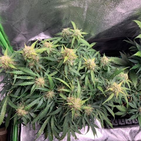Eliza growlog timeline photo