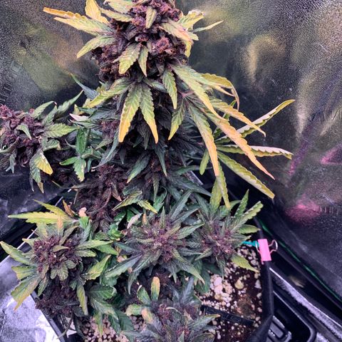 Bella growlog timeline photo