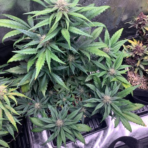Buttercup growlog timeline photo
