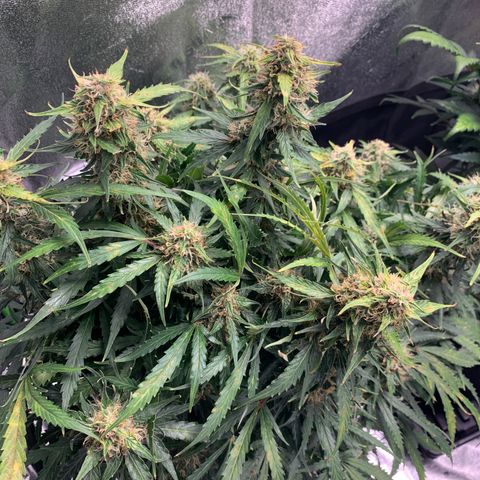 Eliza growlog timeline photo