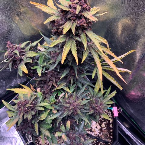 Bella growlog timeline photo