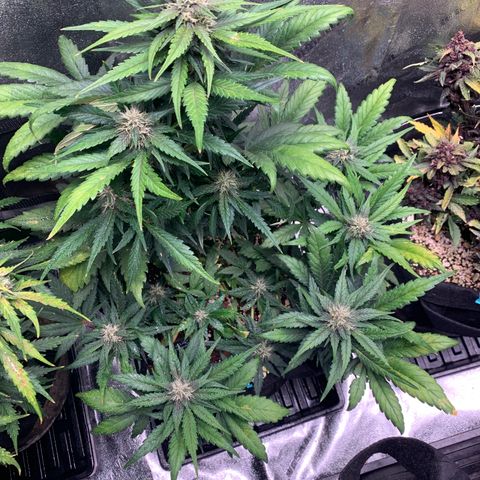 Buttercup growlog timeline photo