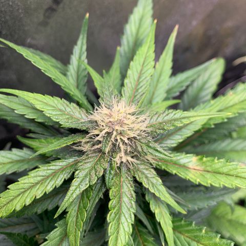 Buttercup growlog timeline photo