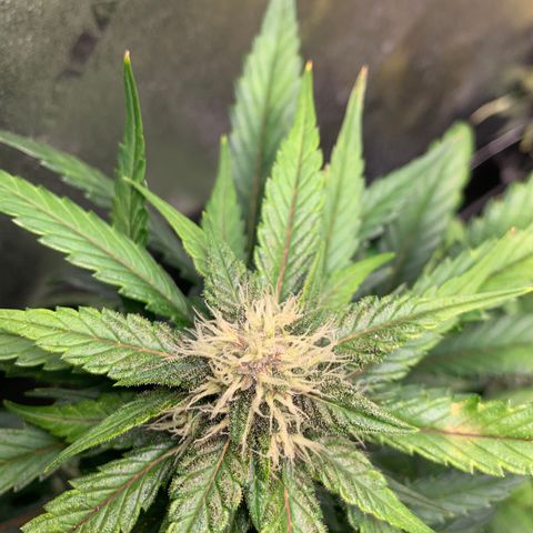 Buttercup growlog timeline photo