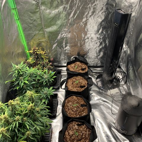 Bella growlog timeline photo