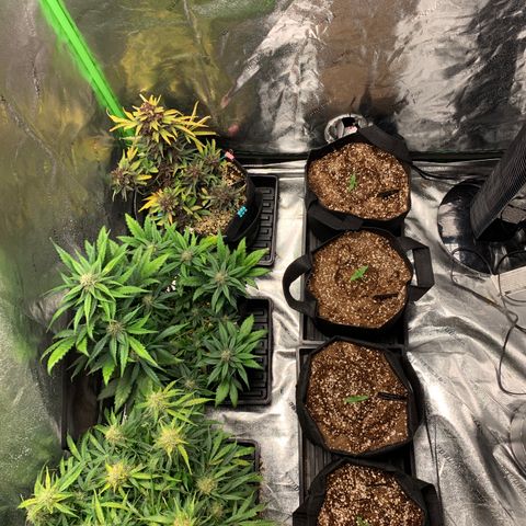 Bella growlog timeline photo
