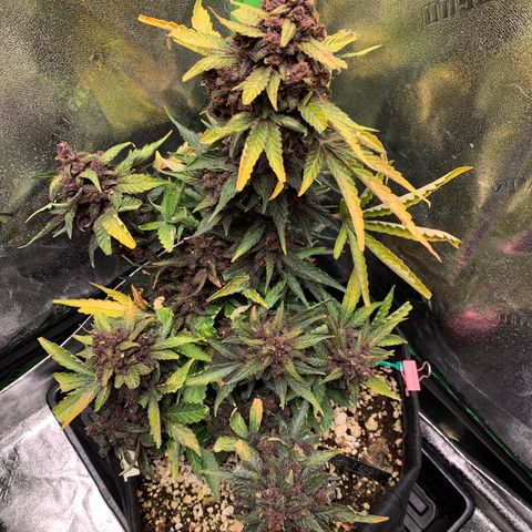 Bella growlog timeline photo