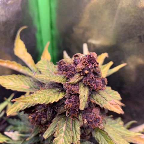 Bella growlog timeline photo